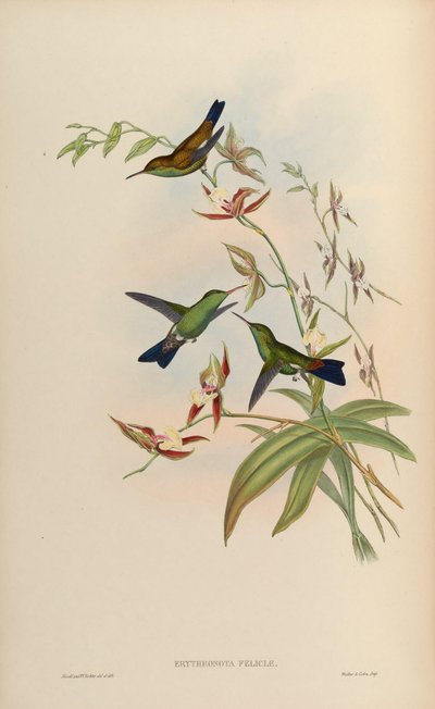 Amazilia tobaci feliciae by John Gould